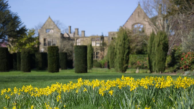 Daffodils in the foreground and Nymans house in the background on a sunny spring day.